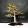 acer-palmatum-ref-25040191