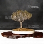 zelkova-serrata-ref-25040192