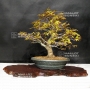acer-palmatum-ref-25040194