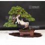 juniperus-chinensis-itoigawa-ref-19070198