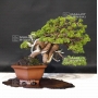 juniperus-chinensis-itoigawa-ref-1907194