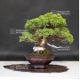 juniperus-chinensis-itoigawa-ref-1907199