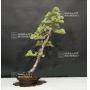 pinus-pentaphylla-ref-24070192