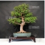 stewartia-monadelpha-24070191