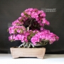 rhododendron-shiryu-no-mai-ref-12070191