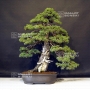 pinus-pentaphylla-variete-zuisho-ref-2080191