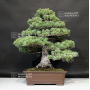 pinus-pentaphylla-ref-09080193