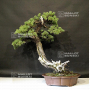 pinus-pentaphylla-du-japon-ref-09080191