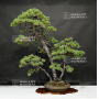 pinus-pentaphylla-ref-09080195