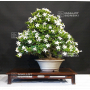 gardenia-jasminoides-ref-12070171
