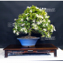 gardenia-jasminoides-ref-12070172