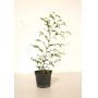 stewartia-monadelpha-1-litre-pot-60-70-cm