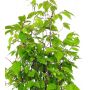 carpinus-japonica-1-plante-pot-1-litre