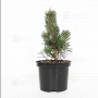 pinus-thunbergii-kotobuki-20-25-cm