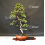 juniperus-chinensis-itoigawa-ref-16090191