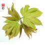 tiny-leaf