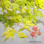 orange lace ® variété protégée