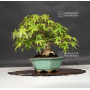 acer-palmatum-ref-120602014