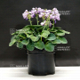 hosta-blue-mouse-ears-pot-3-litres