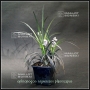 ophiopogon-noir-pot-1-litre