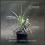 ophiopogon noir pot 1 litre