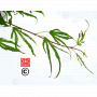 Acer amoenum seeds hiryuh