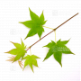 Acer amoenum seeds hogyoku