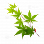 Acer amoenum seeds ikaruga