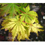 graines-d-acer-matsumurae-ki-hachijo