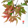 graines-d-acer-palmatum-kinpai