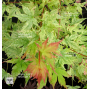 graines-d-acer-palmatum-marakumo