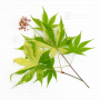 acer-amoenum-seeds-meiho-nishiki