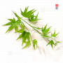 graines-d-acer-palmatum-ryu-sei