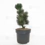 Pinus thunbergii 'kotobuki'