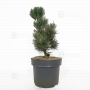 Pinus thunbergii "kotobuki" 40-60 cm.