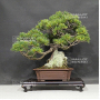 Pinus pentaphylla 26050204