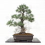 pinus-pentaphylla-ref-110202122