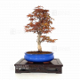 acer-palmatum-seigen-ref-150402126