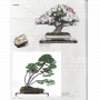 BONSAI FOCUS N° 117