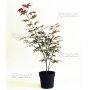 acer-palmatum-atropurpureum-de-bouture-en-godet