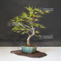 acer-palmatum-arakawa-27050219