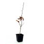 hetre-du-japon-fagus-crenata-de-semis