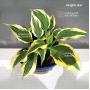 Hosta Bright star