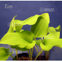 Hosta Eos