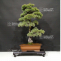 pinus-pentaphylla-22050205