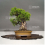 juniperus-chinensis-itoigawa-30070217