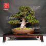 rhododendron-kinsai-24090213