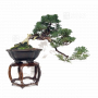 juniperus-chinensis-itoigawa-12110214