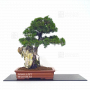 juniperus-chinensis-itoigawa-12110216