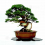 juniperus-chinensis-itoigawa-12110215